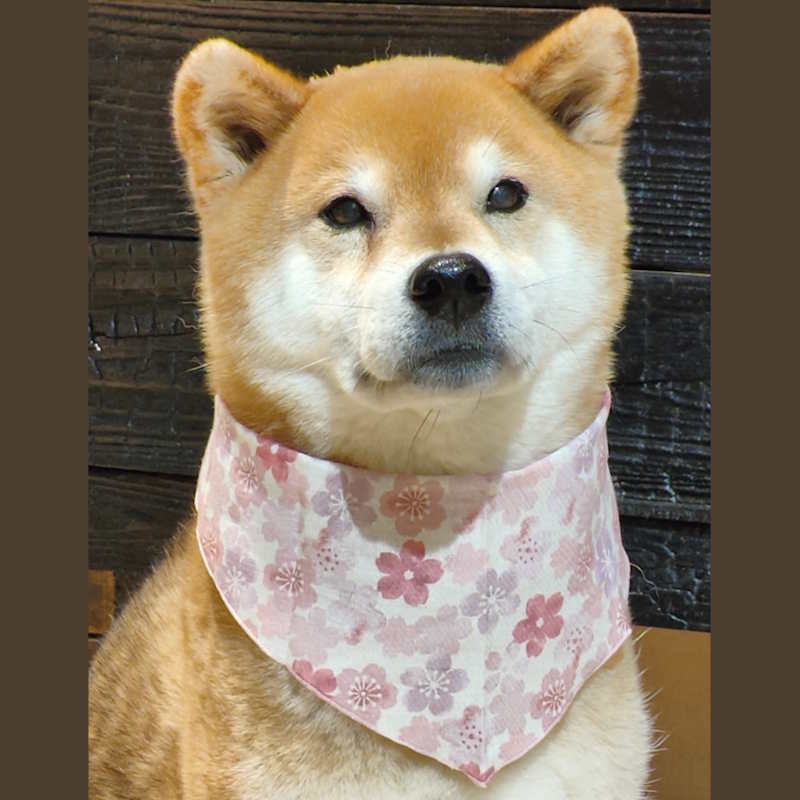 Chien Shiba Inu portant un bandana rose à motifs de fleurs de cerisier.
