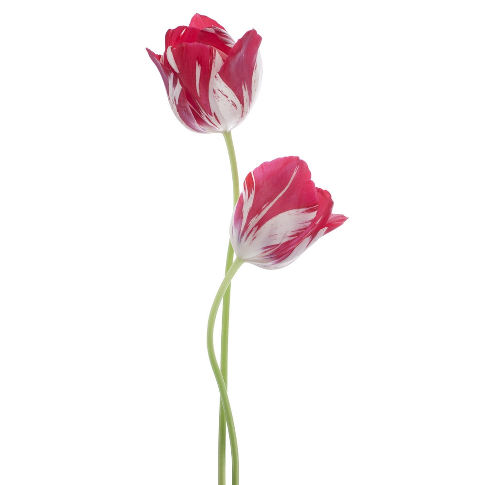 -- 14/03/2026 -- Atelier Sumi-e "Tulipe"