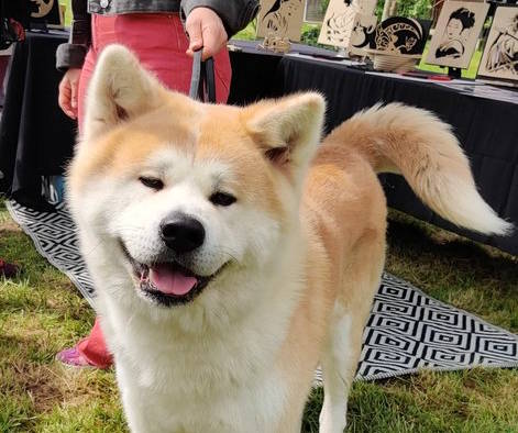 Meeting Impérial Akita