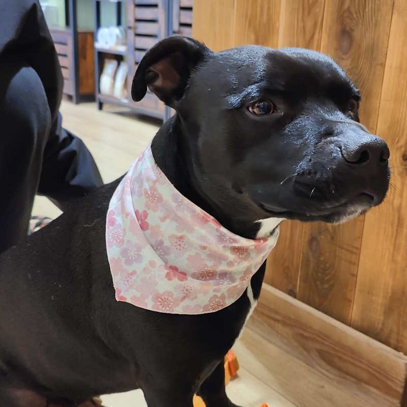Bandana pour Chien ou Chat