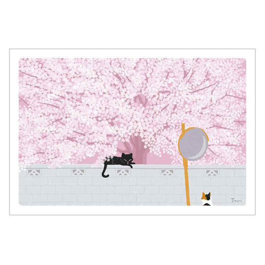 Carte Postale Tabineko - Sakura