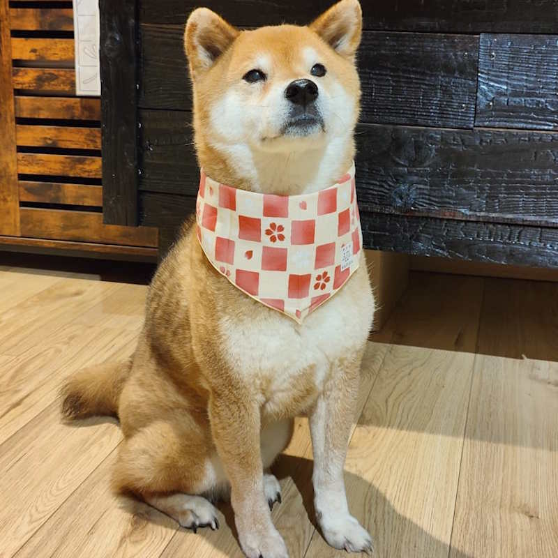 Bandana pour Chien ou Chat